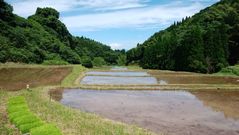 田んぼに水を張りました