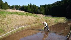 マコモダケの植え付け