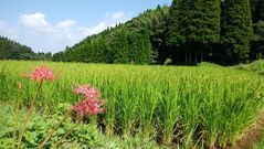 9月の田んぼの風景