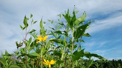 9月菊芋の花