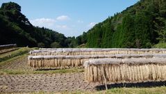 10月の田んぼの風景